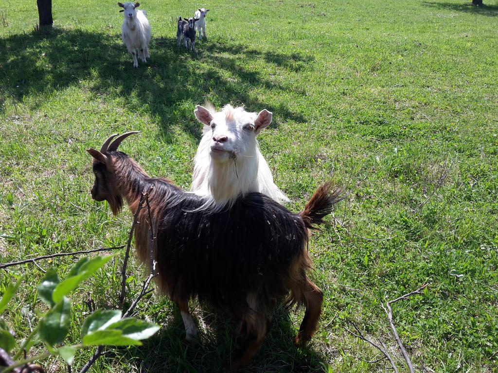 Pensiunea din Livada Bran  Esterno foto