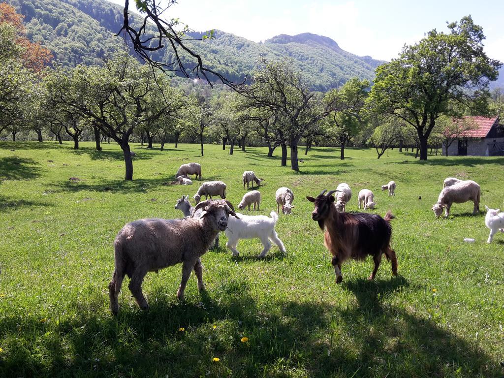 Pensiunea din Livada Bran  Esterno foto